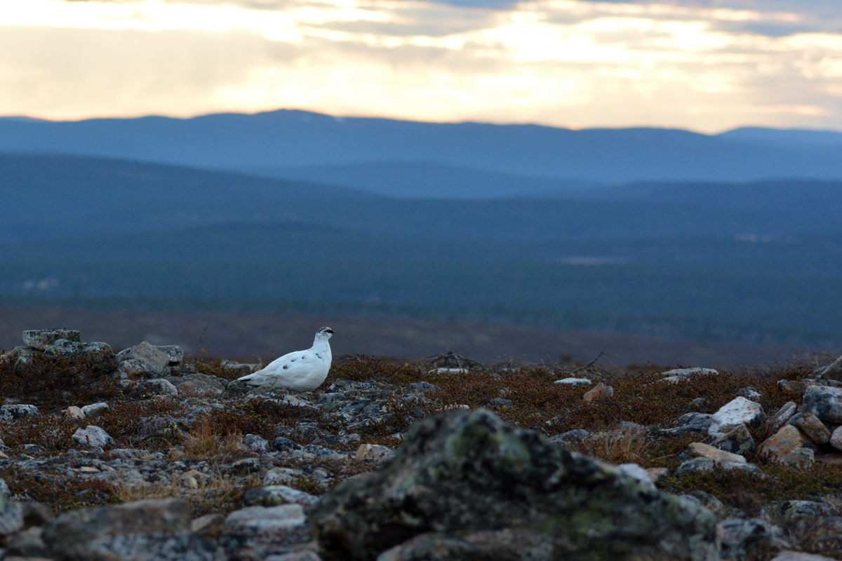 Ptarmigan 3.jpg