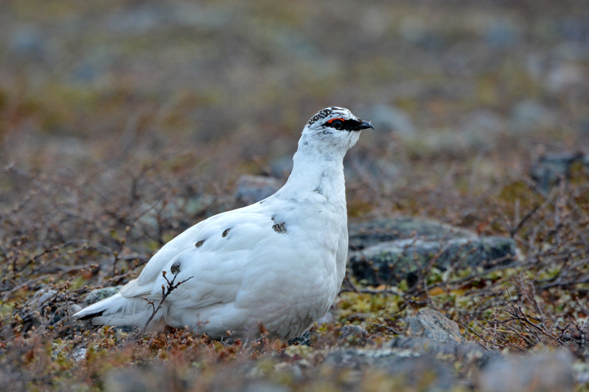 Ptarmigan.jpg