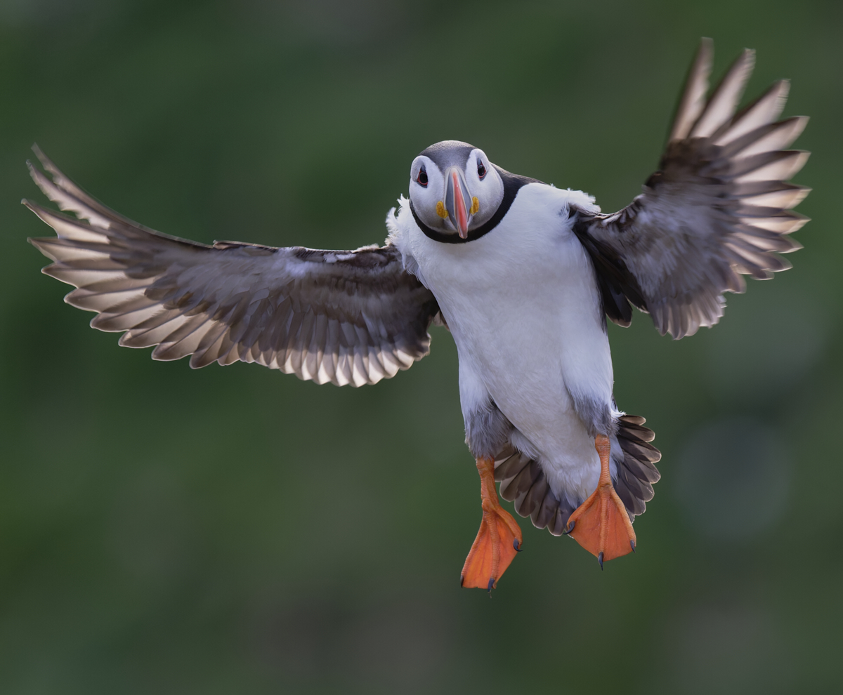 Puffin.jpg