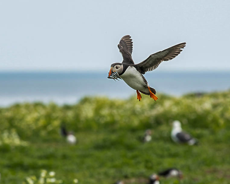 Puffin not my photo-9077.jpg