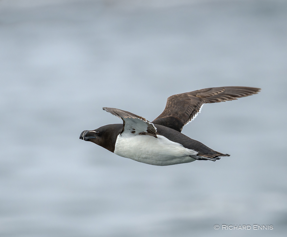 Puffins_Z912388-NEF_DxO_DeepPRIMEXD.jpg