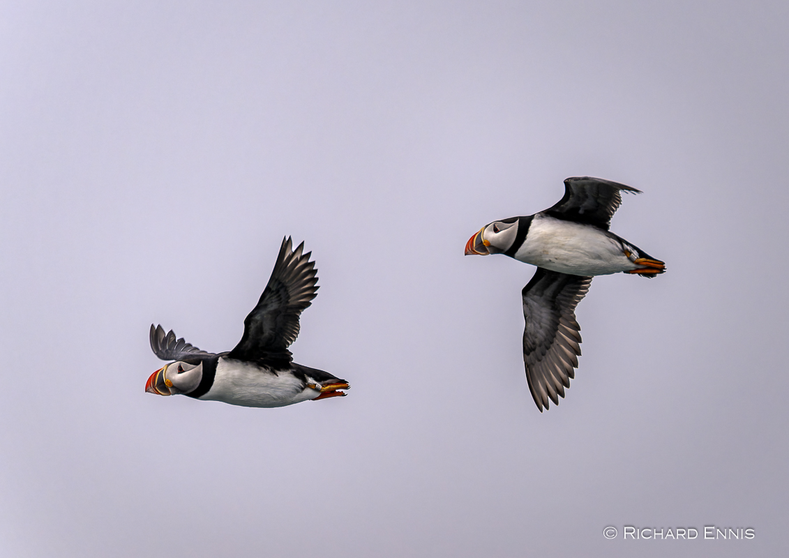 Puffins_Z912498-NEF_DxO_DeepPRIMEXD.jpg