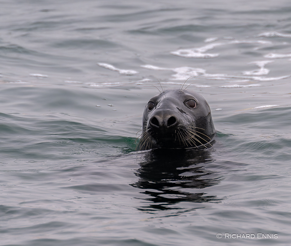 Puffins_Z912553-NEF_DxO_DeepPRIMEXD.jpg