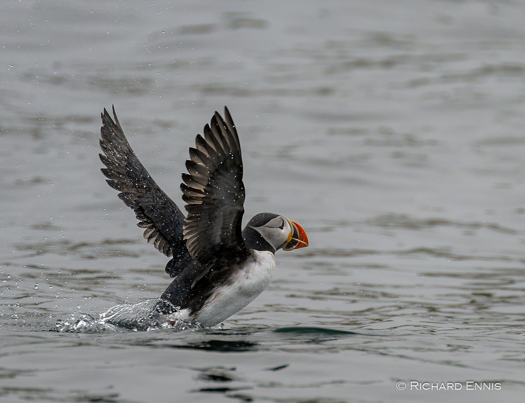 Puffins_Z912872-NEF_DxO_DeepPRIMEXD.jpg