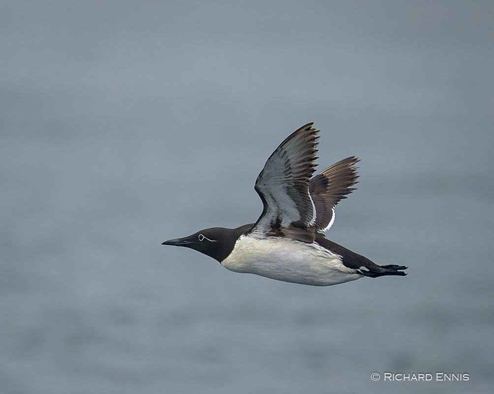 Puffins_Z913117-NEF_DxO_DeepPRIMEXD.jpg