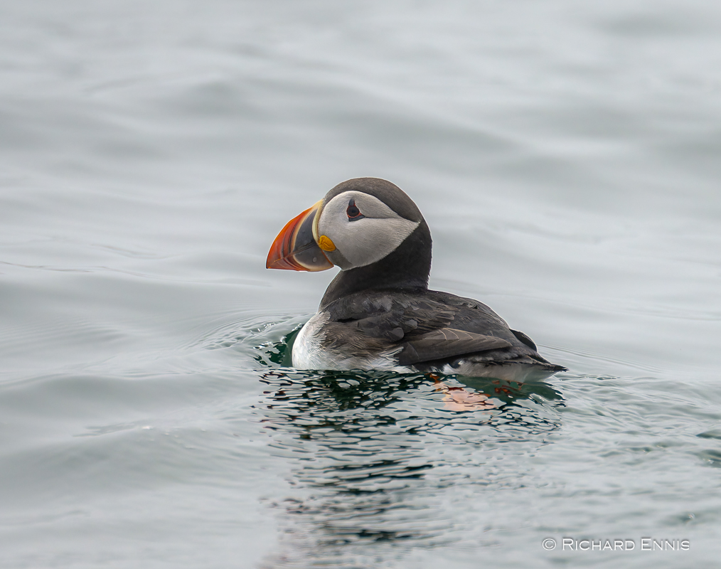 Puffins_Z913369-NEF_DxO_DeepPRIMEXD.jpg