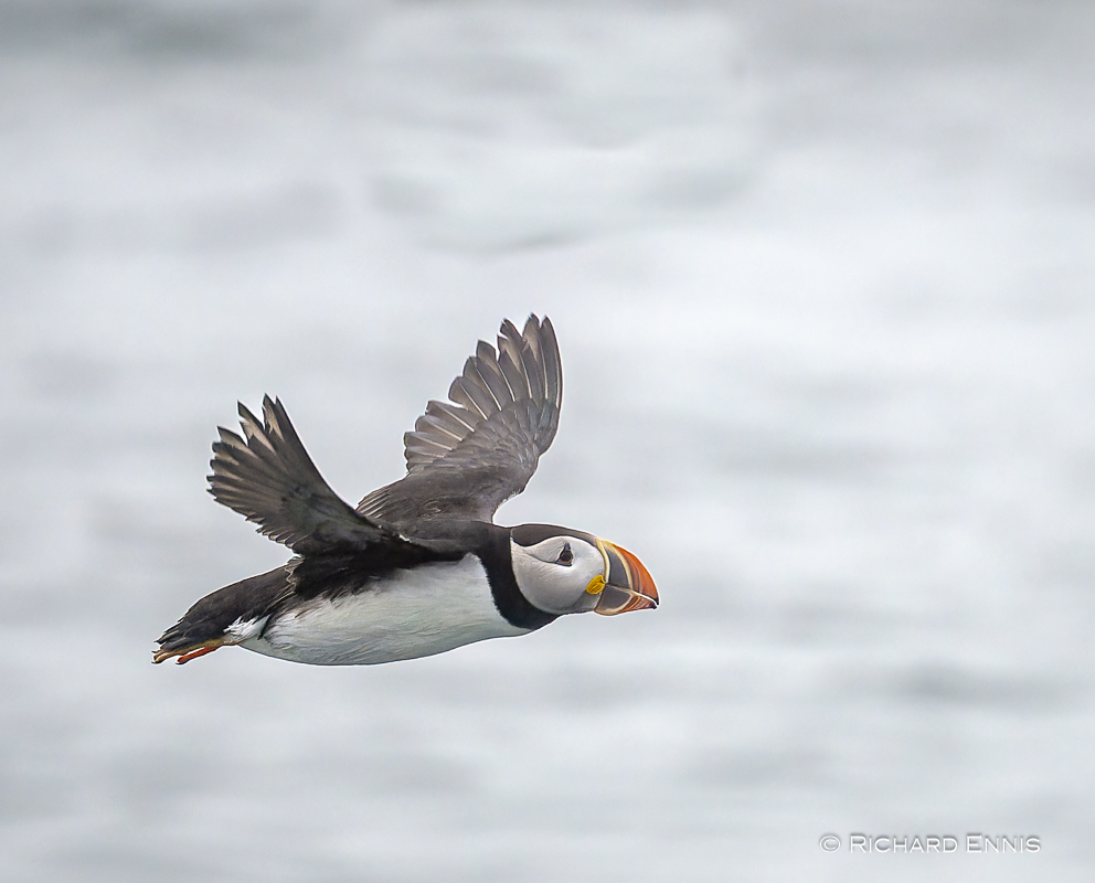 Puffins_Z913548-NEF_DxO_DeepPRIMEXD.jpg