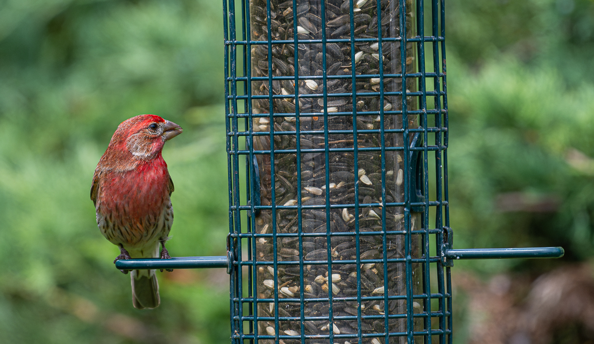 Purple Finch (1 of 1).jpg