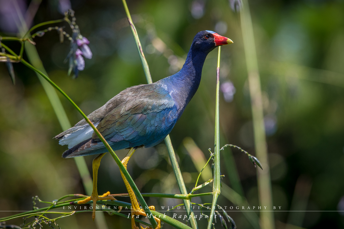 Purple Gallinule.jpg