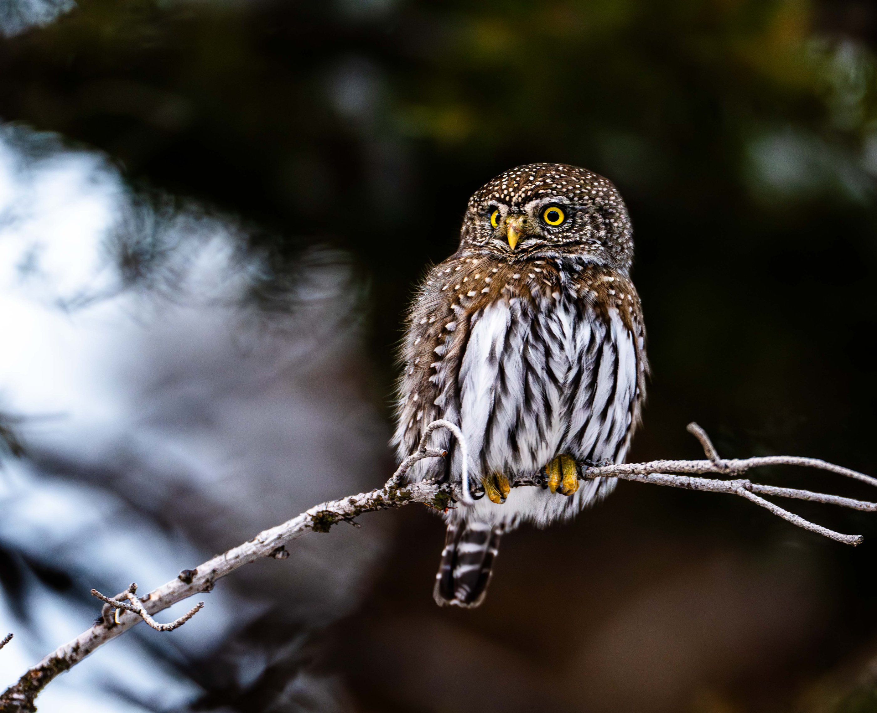 Pygmy Owl.jpg
