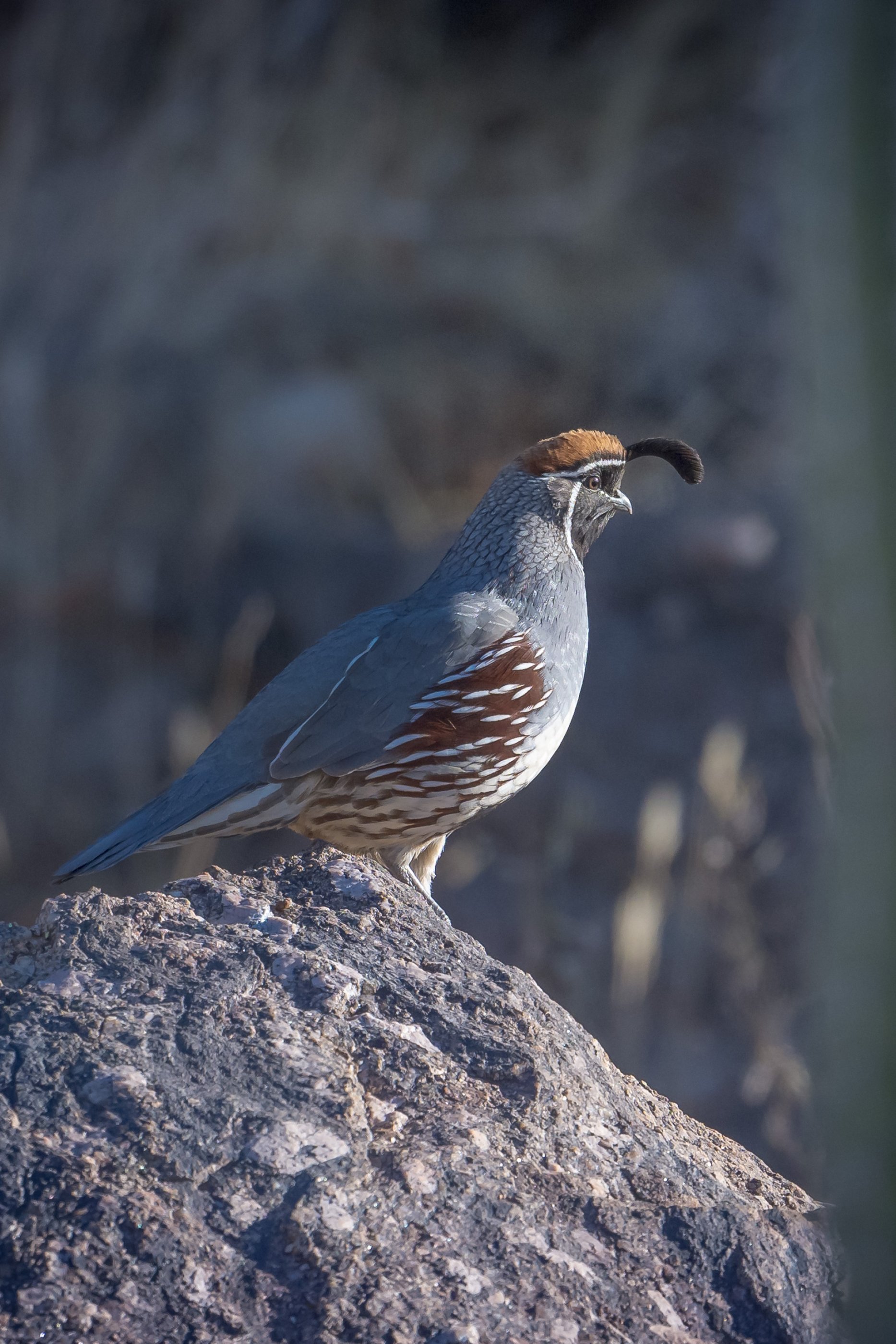 Quail_MDH1944-1.jpg