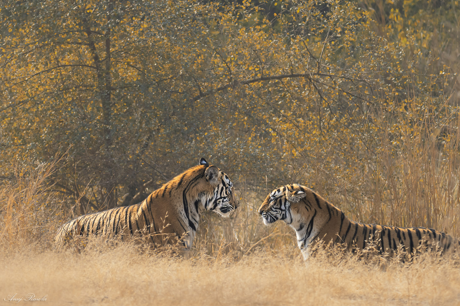 R11 Ranthambore Dec 2024_NZ85584-2 copy.jpg