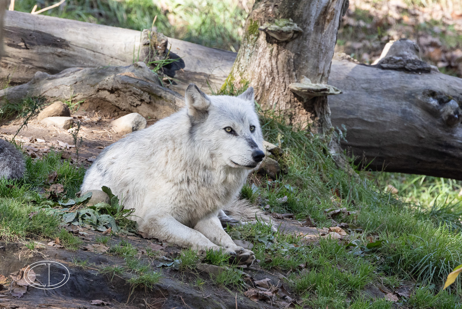 R5_C2842 Wolf.jpg