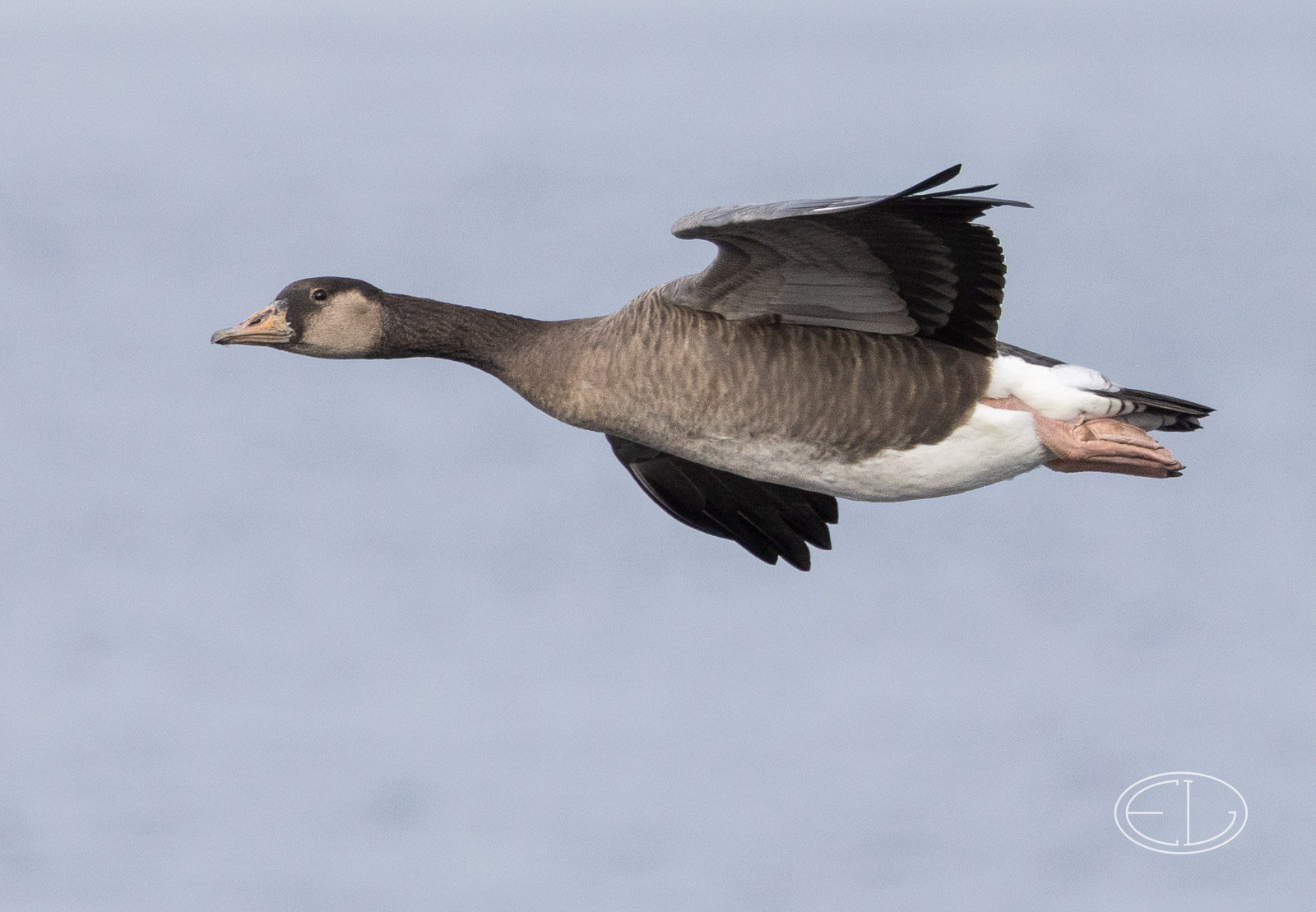 R7_B9493 Goose hybrid.jpg