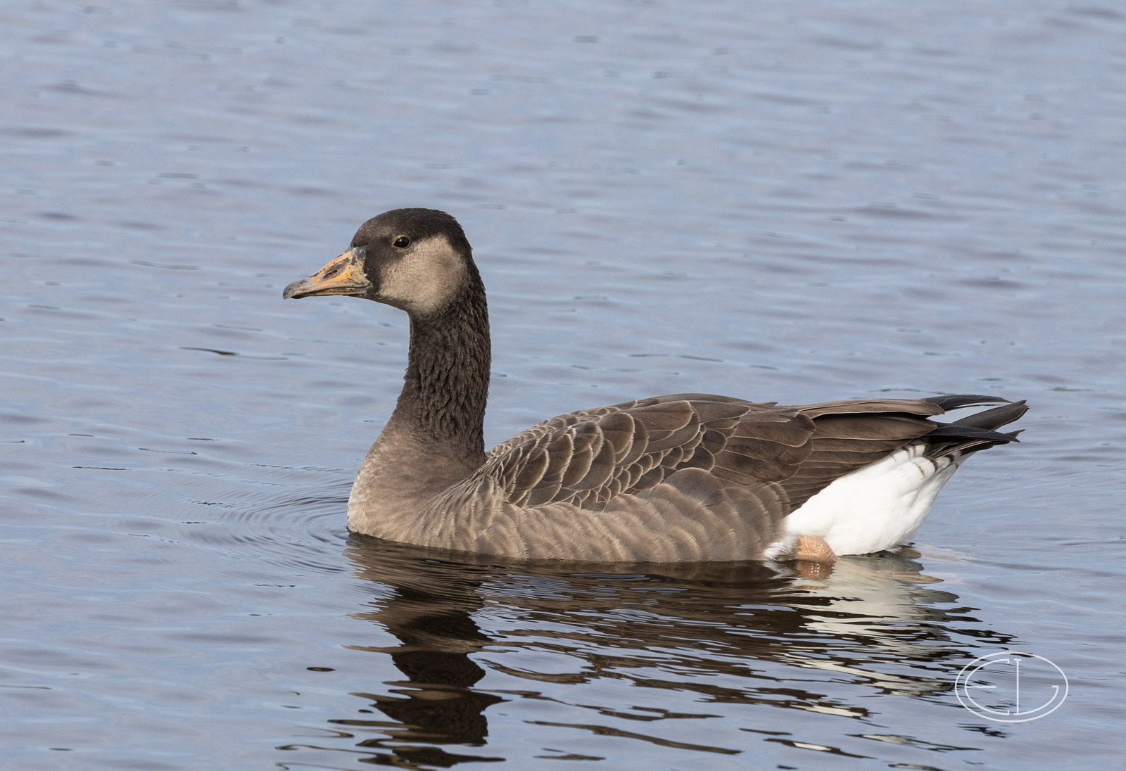 R7_B9533 Goose hybrid.jpg