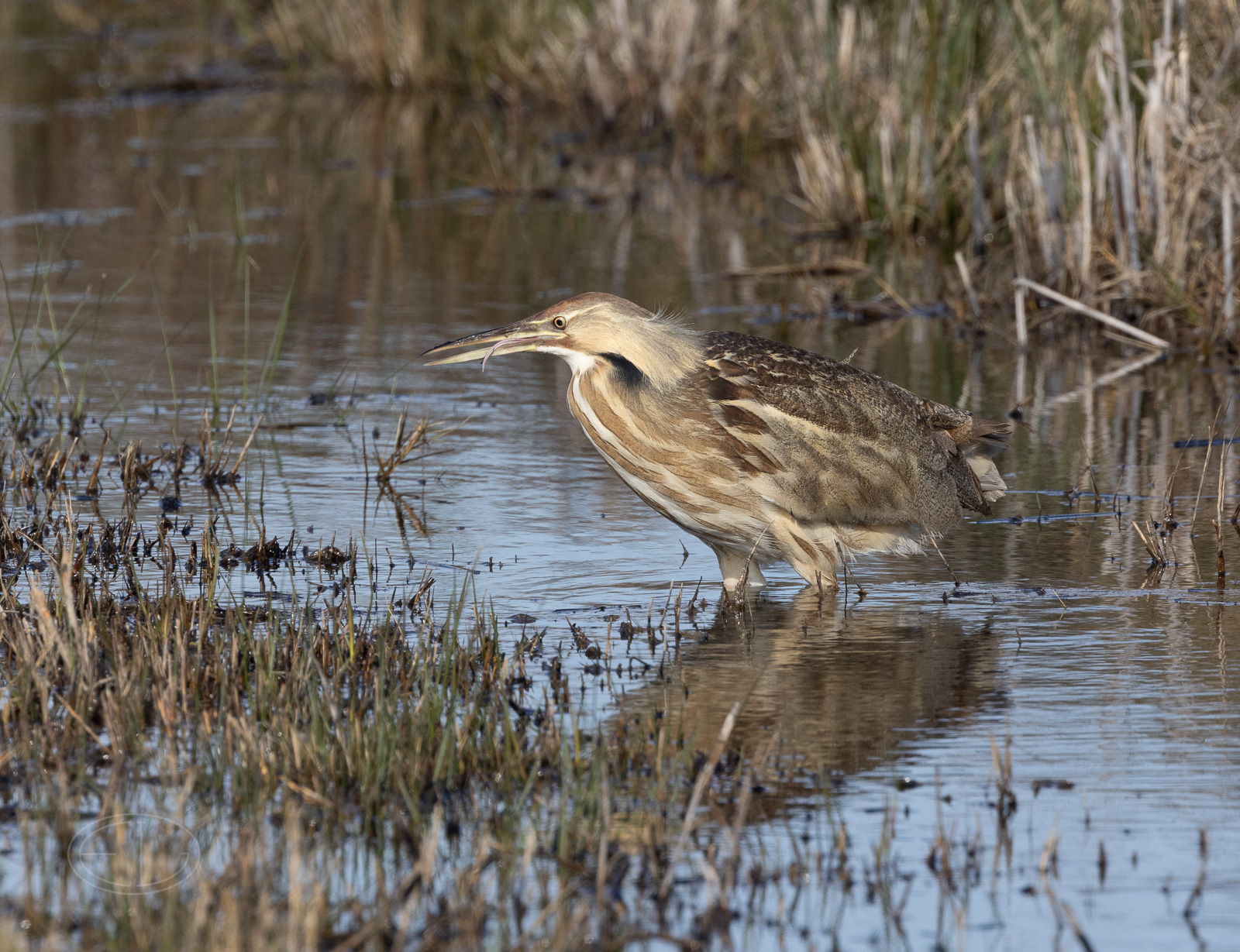 R7_C1253 Bittern.jpg