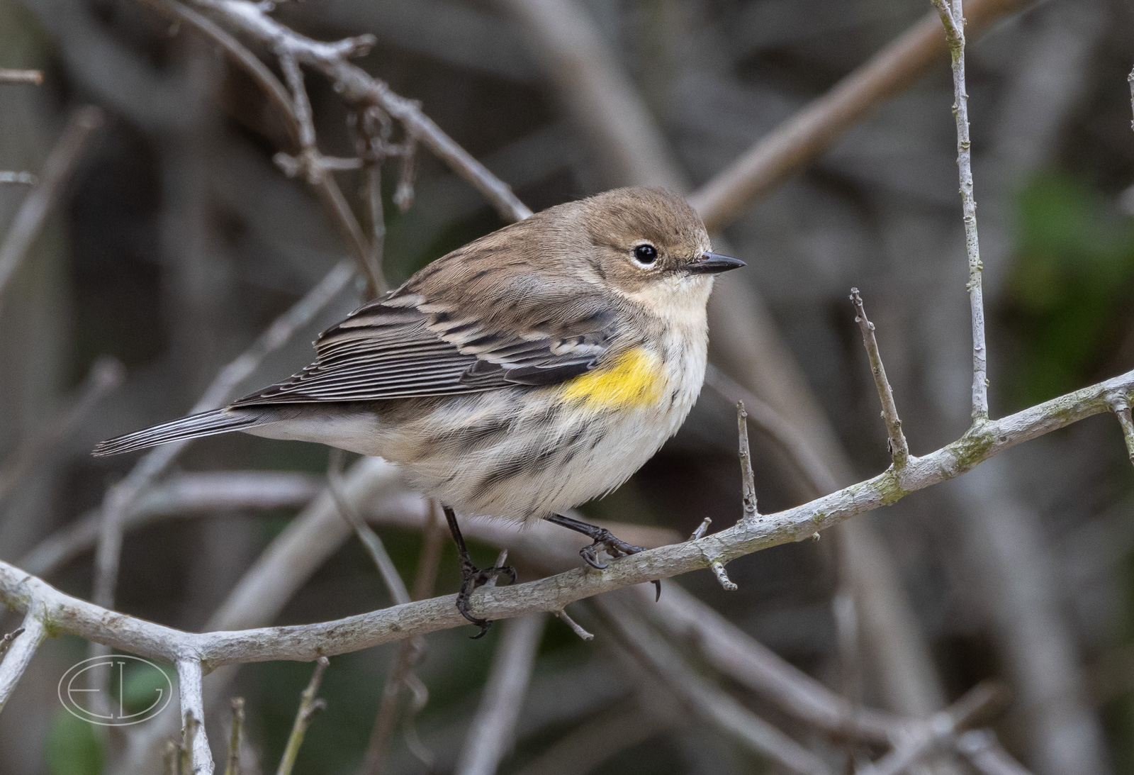 R7_C2045 Yellow-rumped Warbler (Myrtle)-2.jpg