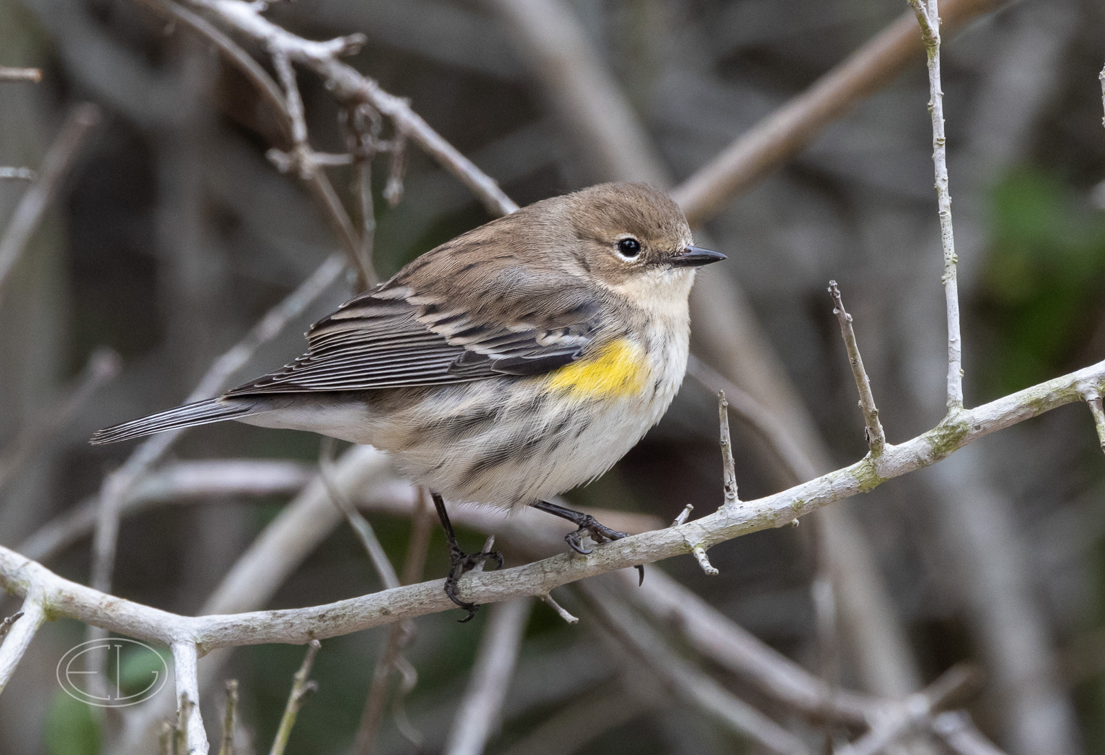 R7_C2045 Yellow-rumped Warbler (Myrtle).jpg