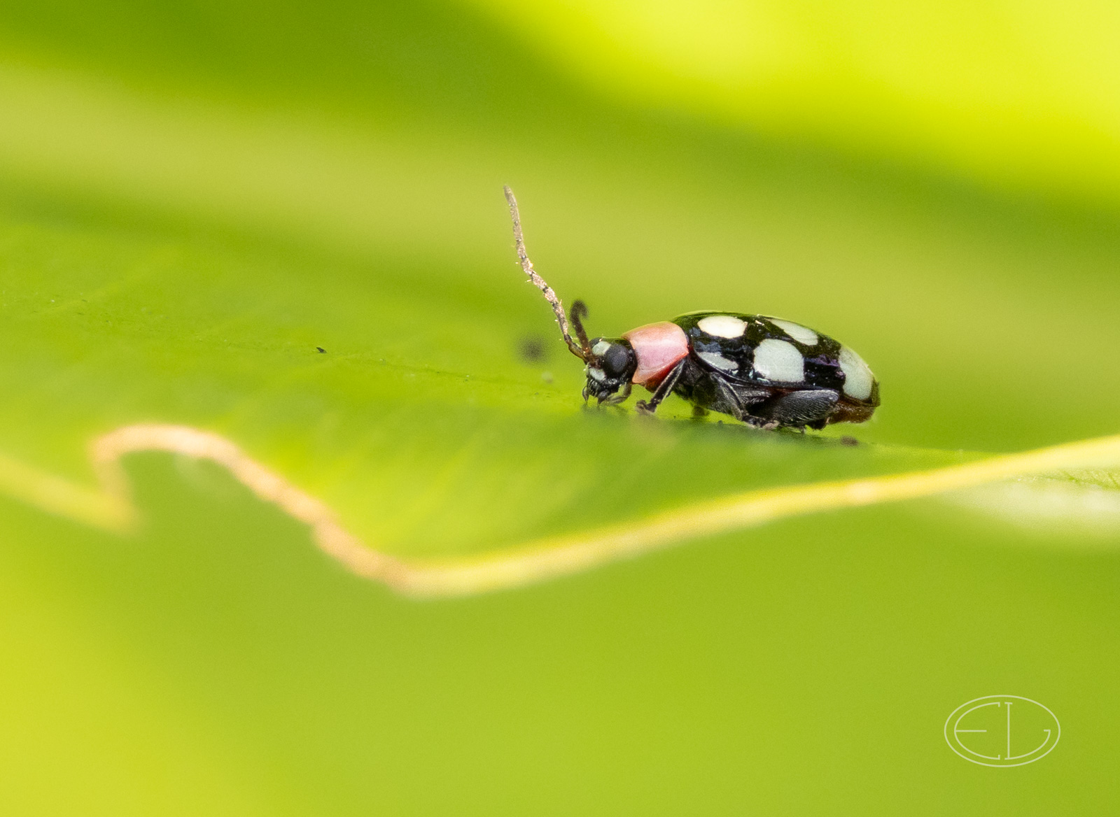 R7_C4373 Eight-spotted Flea Beetle.jpg