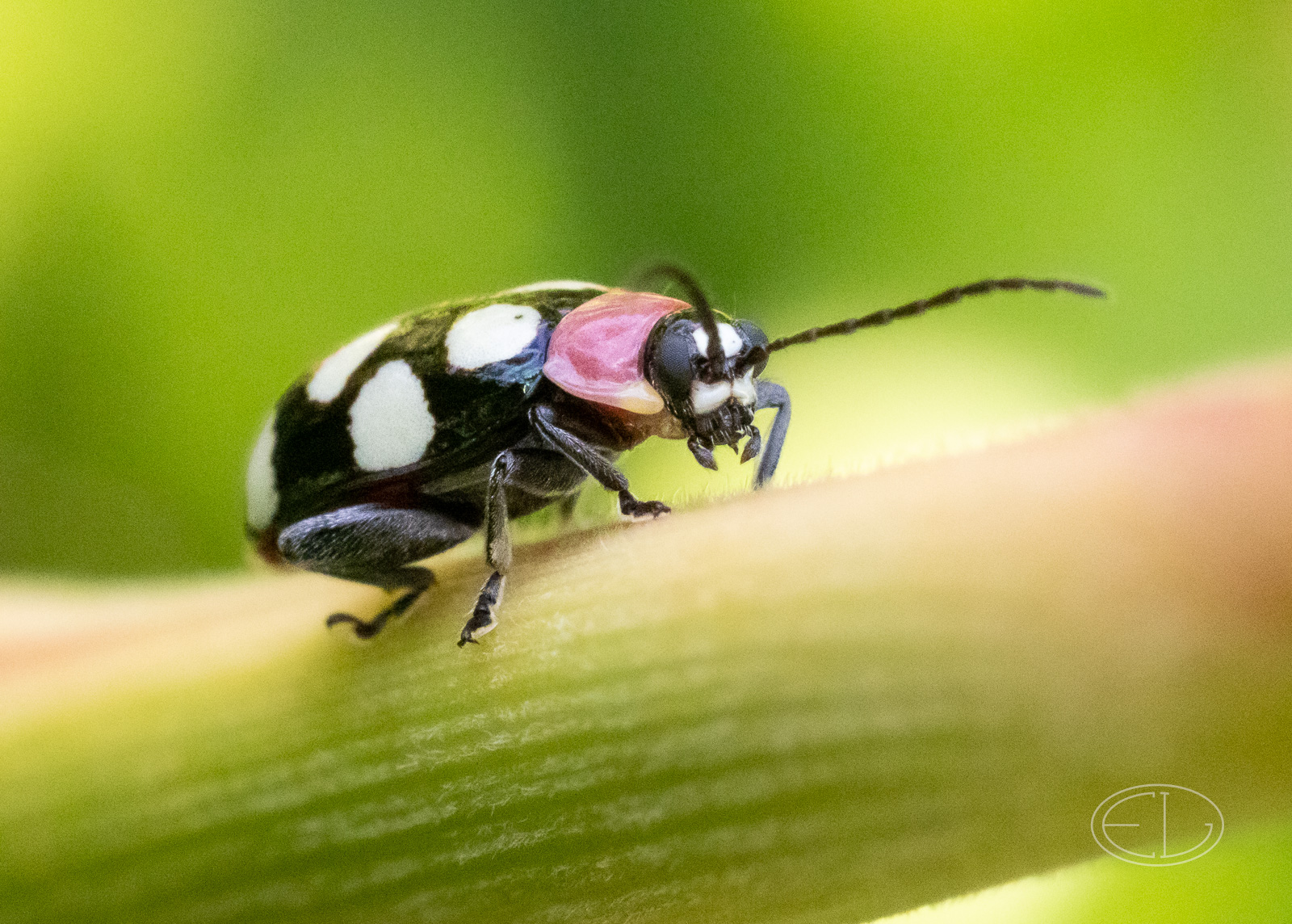 R7_C4405 Eight-spotted Flea Beetle.jpg