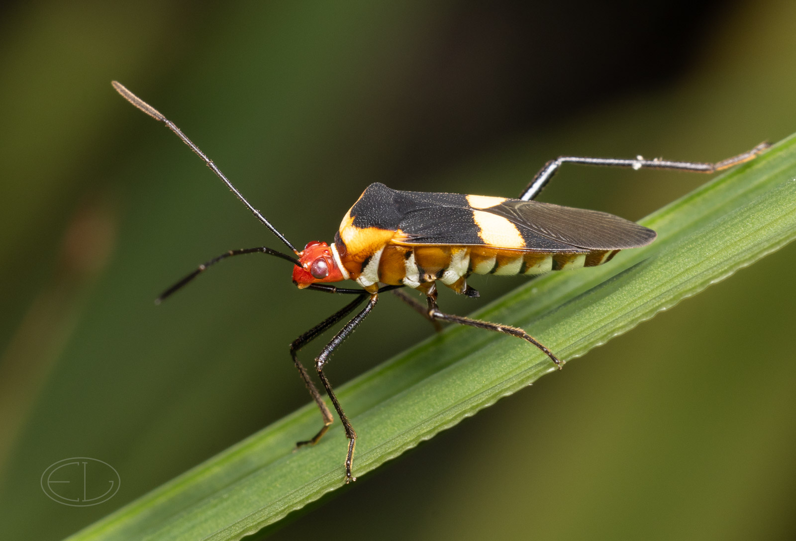 R7_C6260 Stainer Bug (Dysdercus sp).jpg