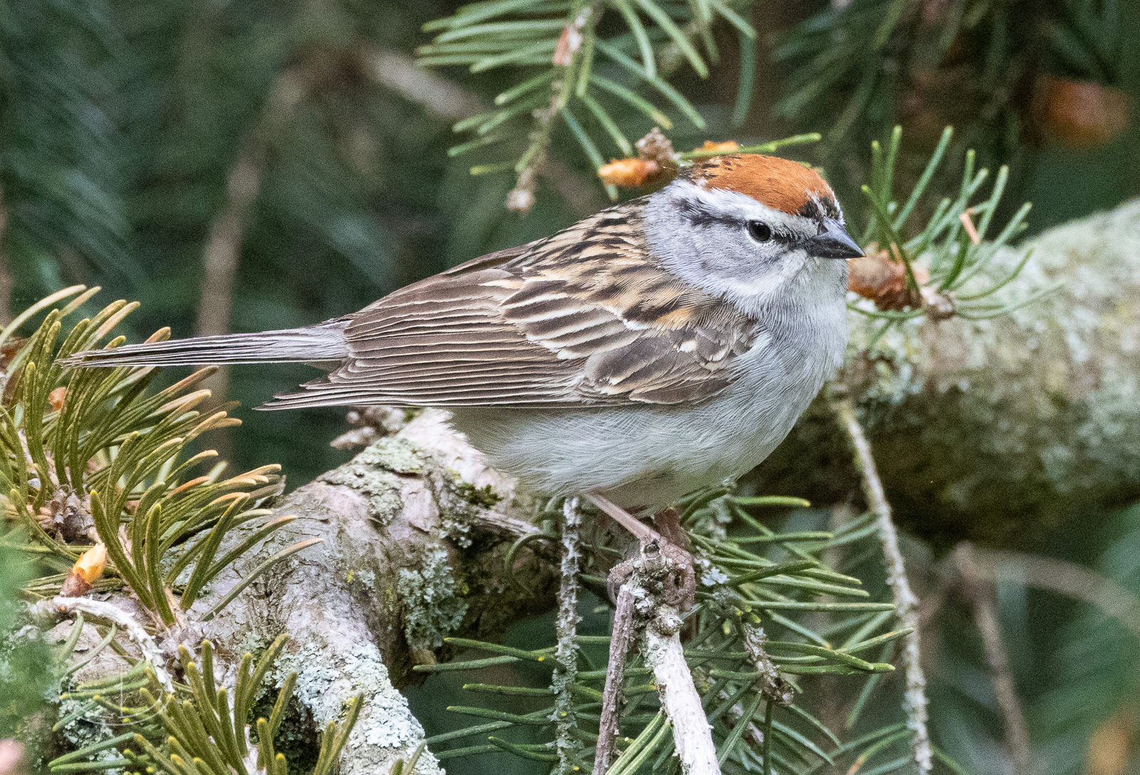 R7_D0888 Chipping Sparrow.jpg