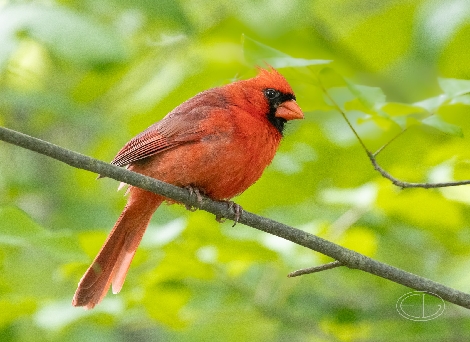 R7_D2580 Cardinal.jpg