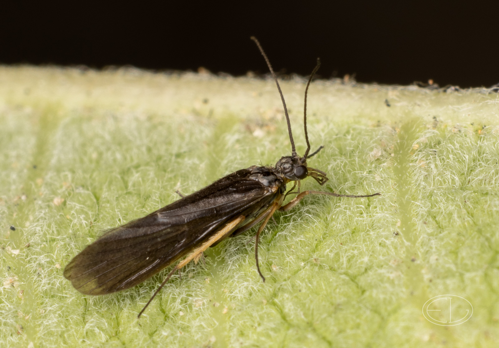 R7_D3290 Caddisfly - Chimarra sp.jpg