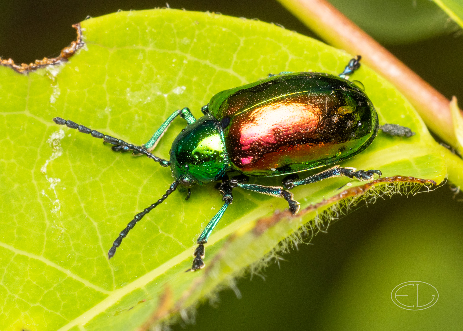 R7_D3296 Dogbane Leaf Beetle, Chrysochus auratus.jpg