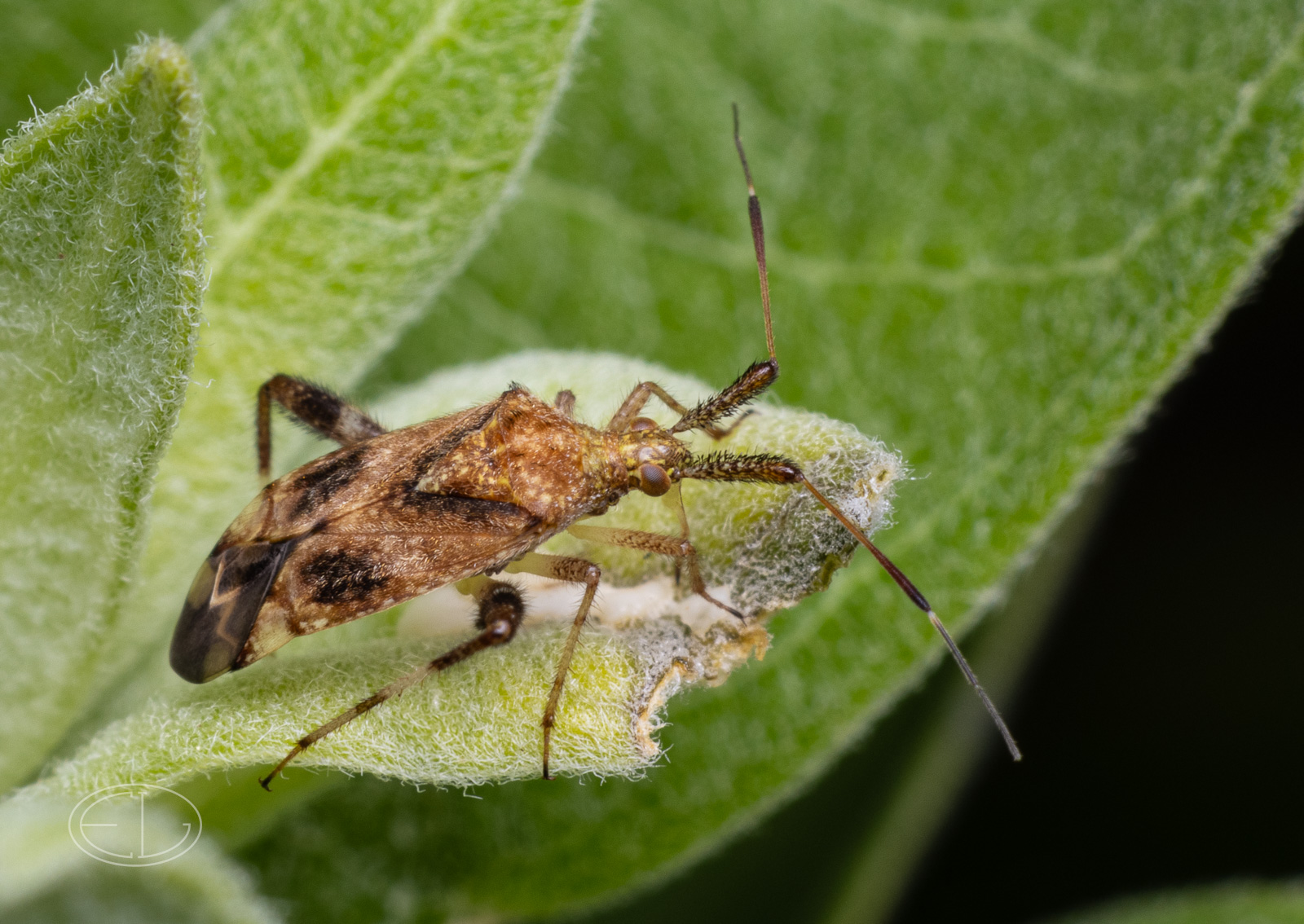 R7_D3319 Clouded Plant Bug.jpg