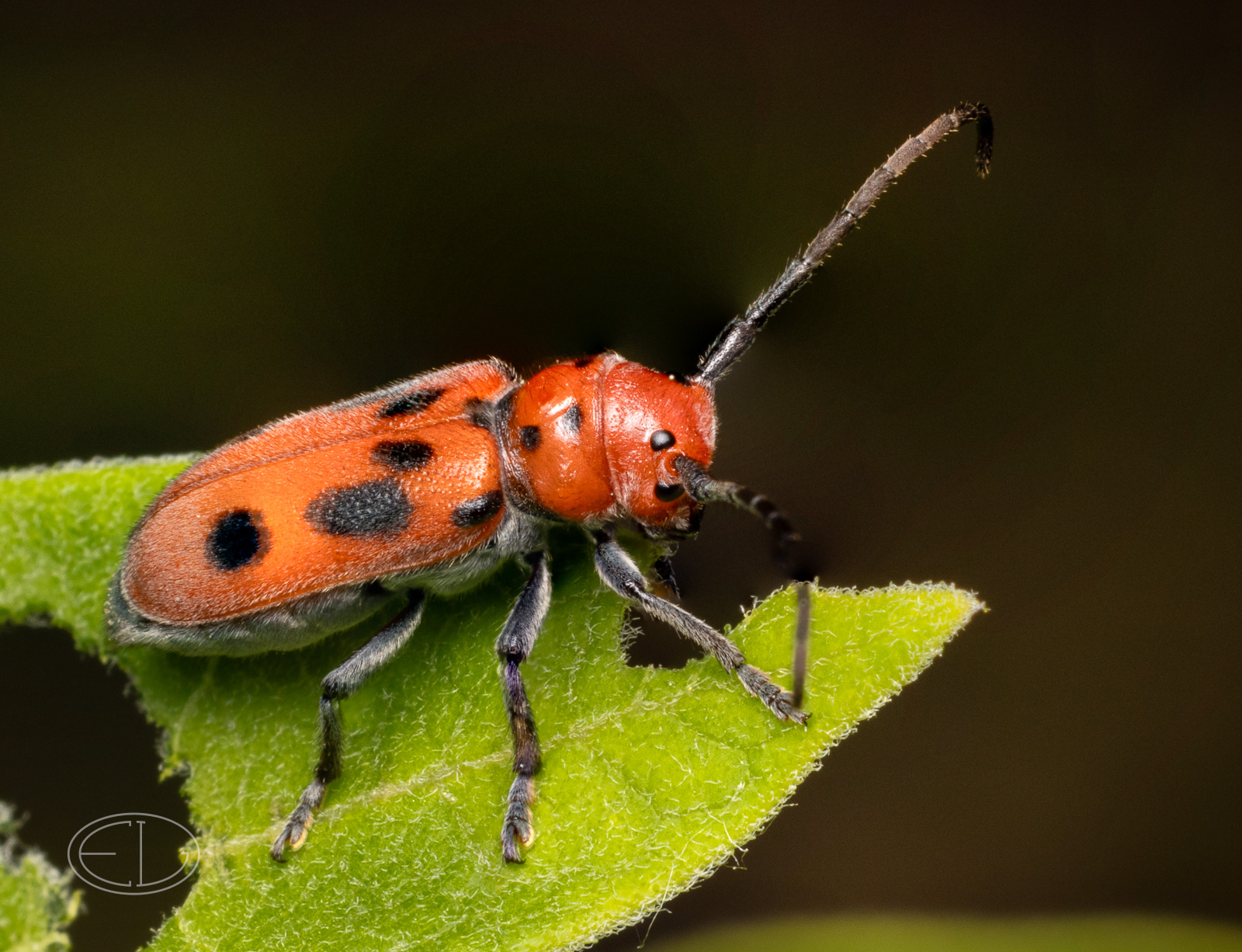 R7_D3323-24 Tetraopes stack.jpg