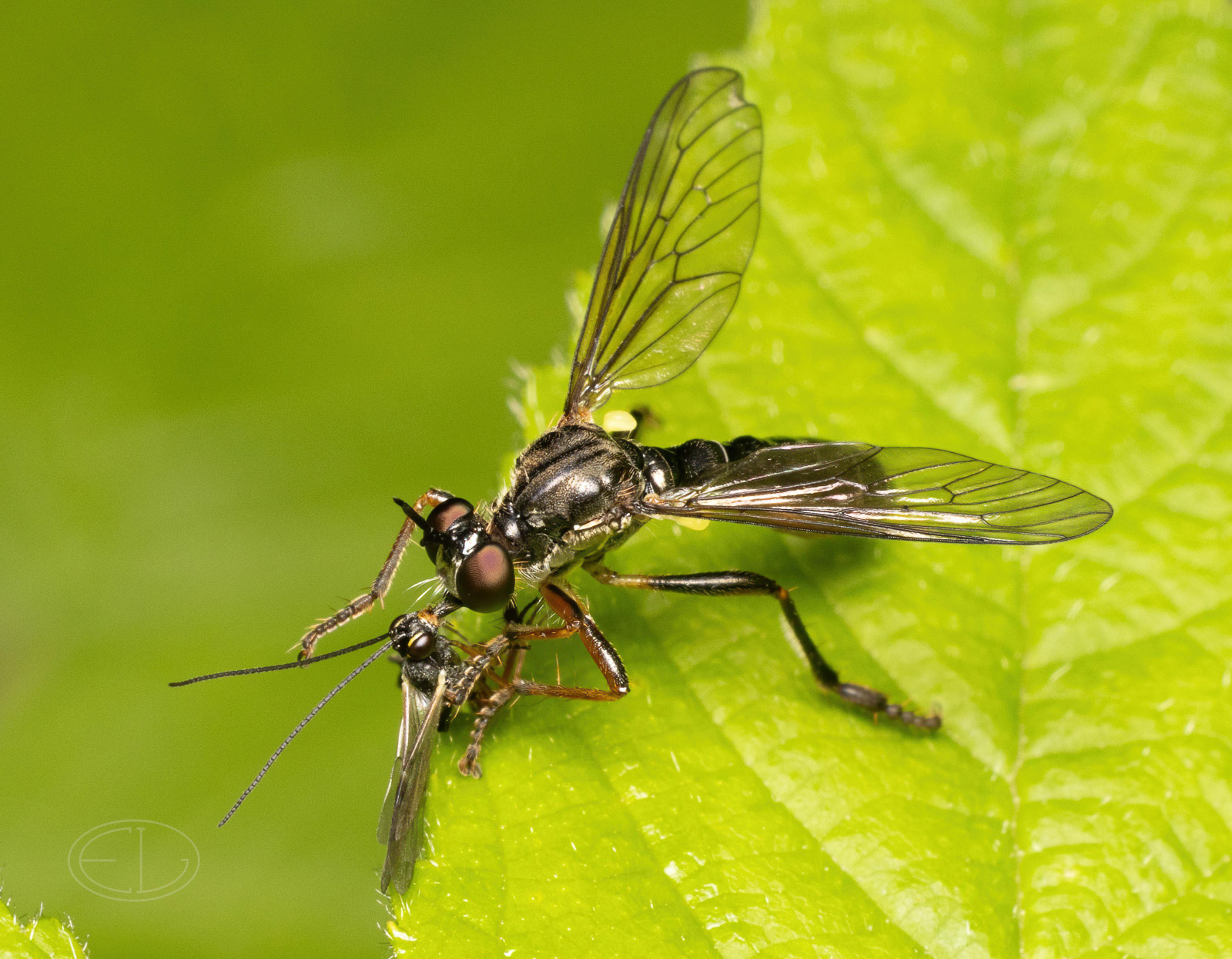 R7_D3335 Robber fly - Dioctria sp-Edit.jpg