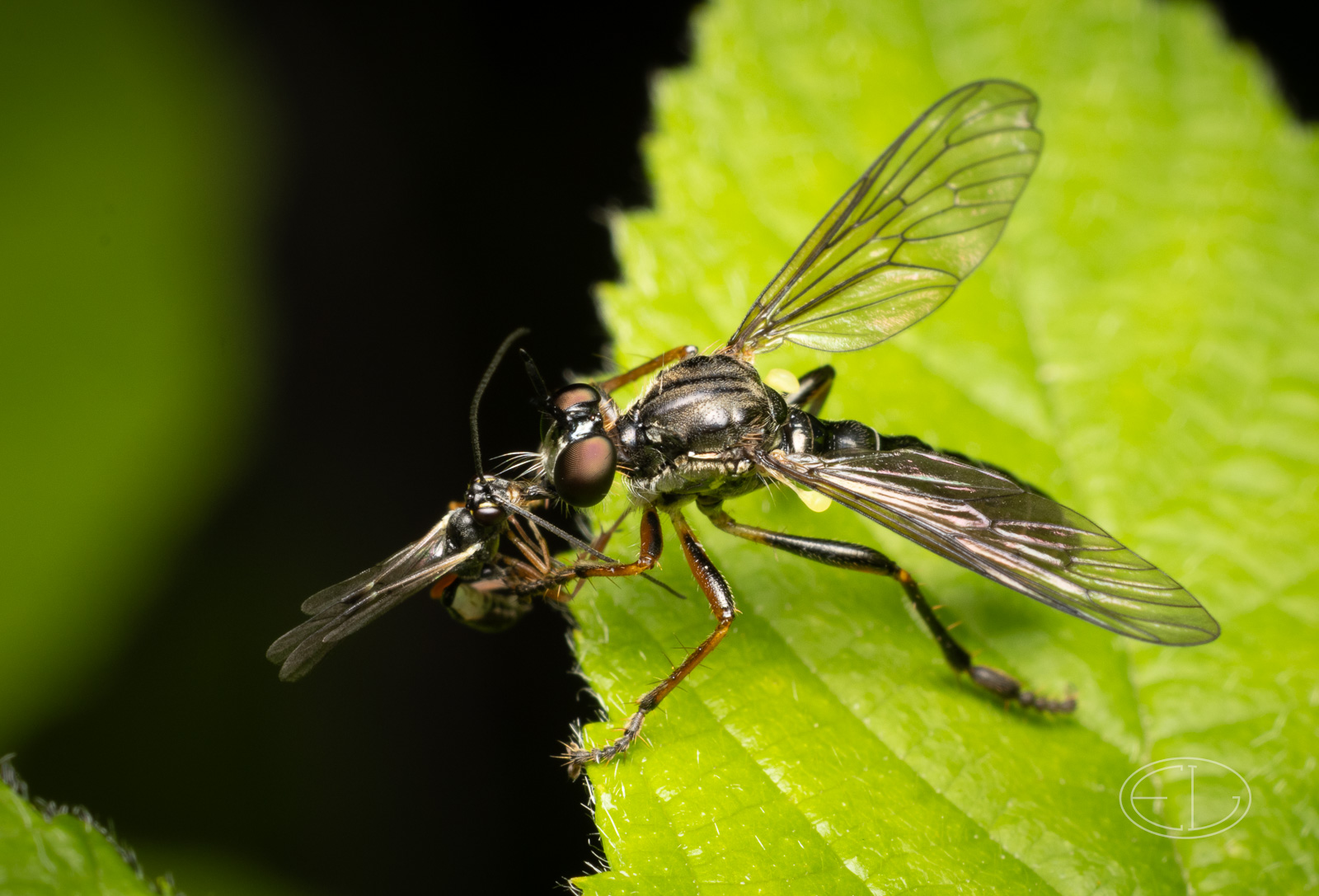 R7_D3345 Robber fly - Dioctria sp.jpg