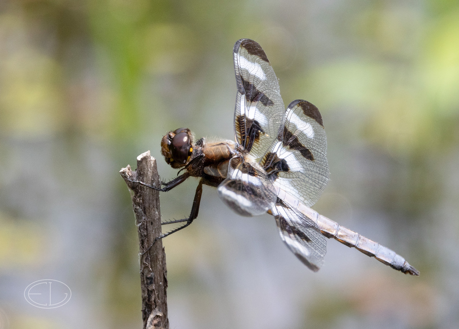 R7_D3889-90 Twelve-spotted Skimmer Dragonfly Stack.jpg