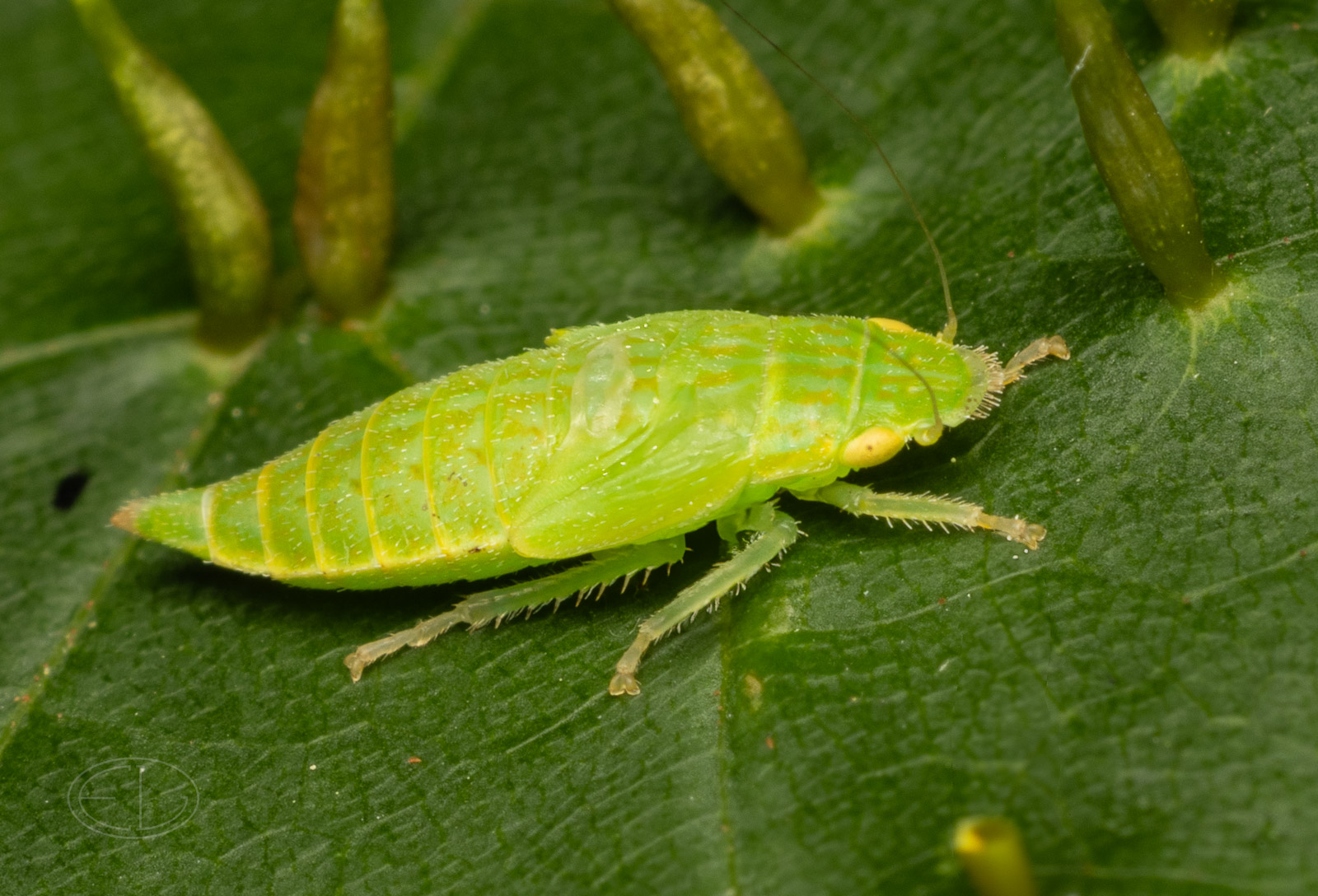 R7_D4408 Leafhopper nymph.jpg