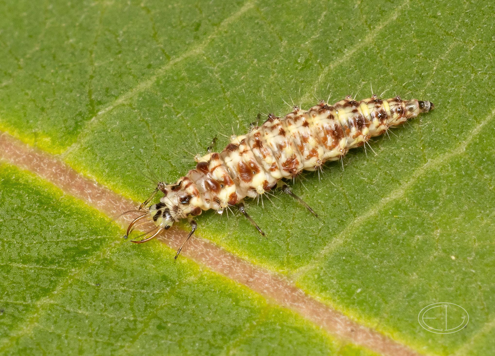 R7_D4441 Lacewing larva-Edit.jpg