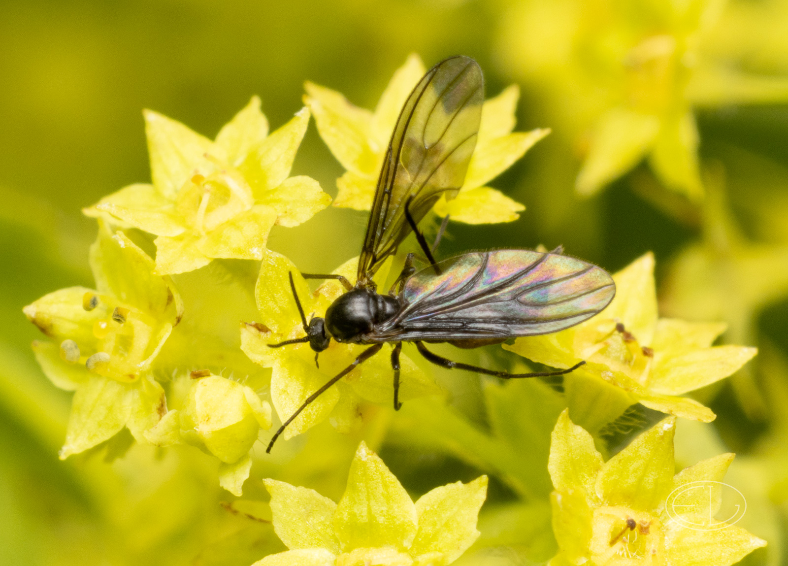 R7_D4607 Fungus Gnat.jpg