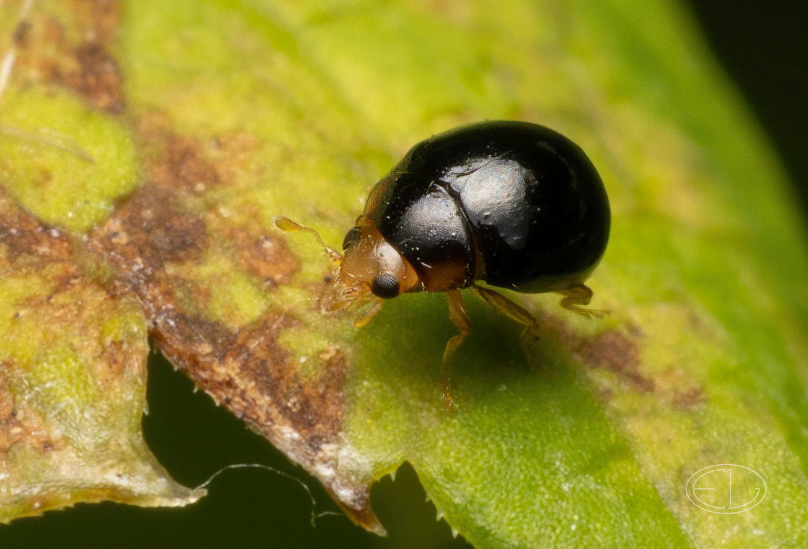 R7_D5366 Delphastus pusillus - tiny ladybug-Edit.jpg