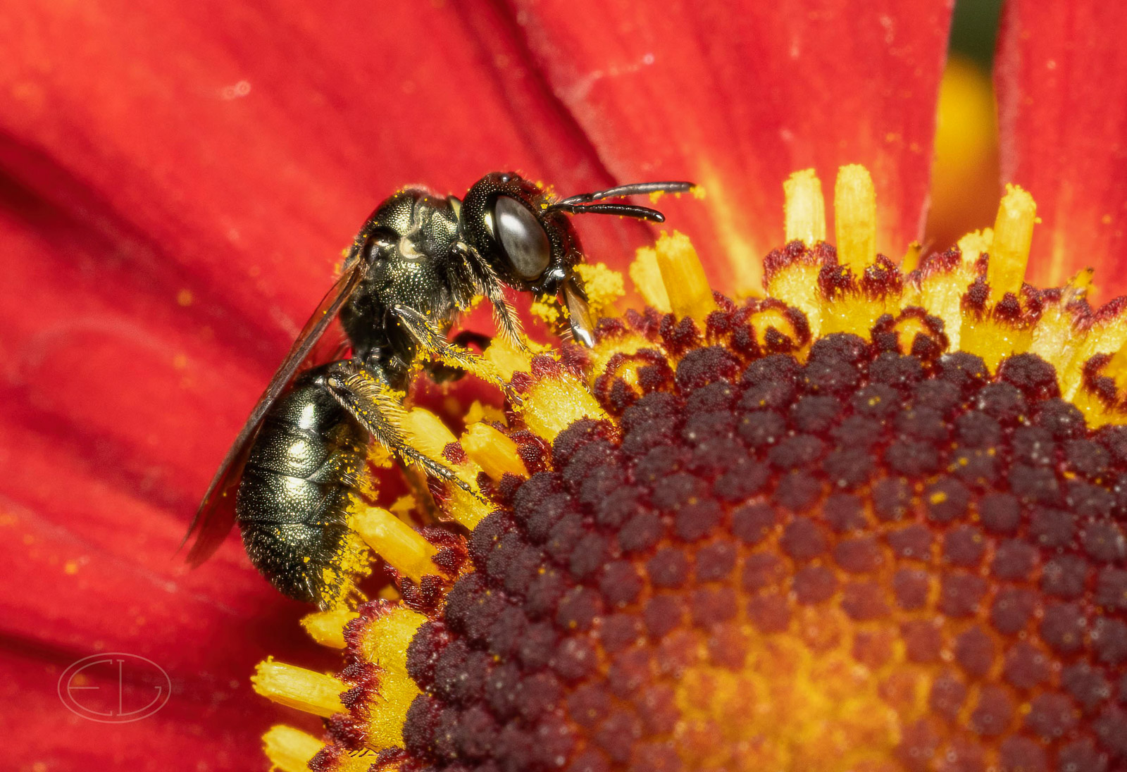 R7_D6218 Sweat Bee-Edit.jpg