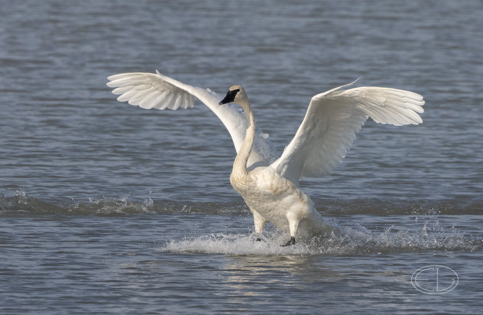 R7_D6453 Trumpeter Swan.jpg