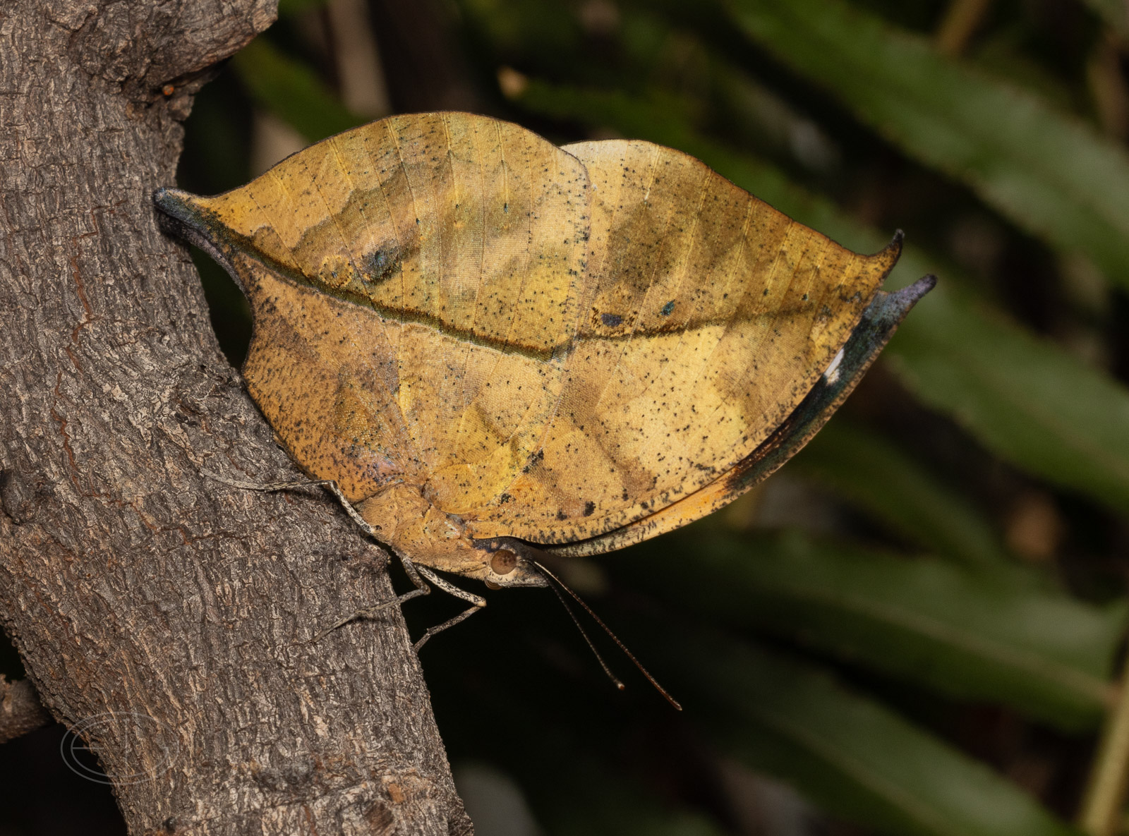 R7_D6773 Blue Oakleaf Butterfly.jpg