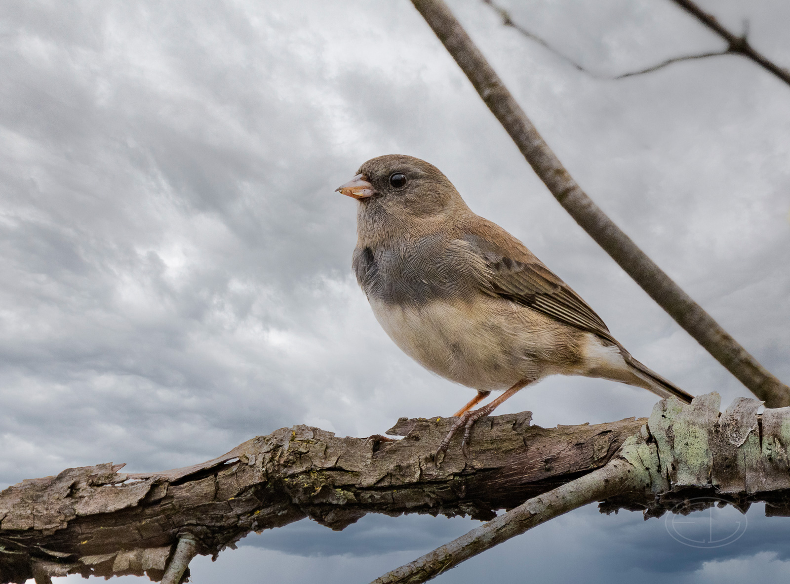 R7_D7411 Junco-Edit.jpg