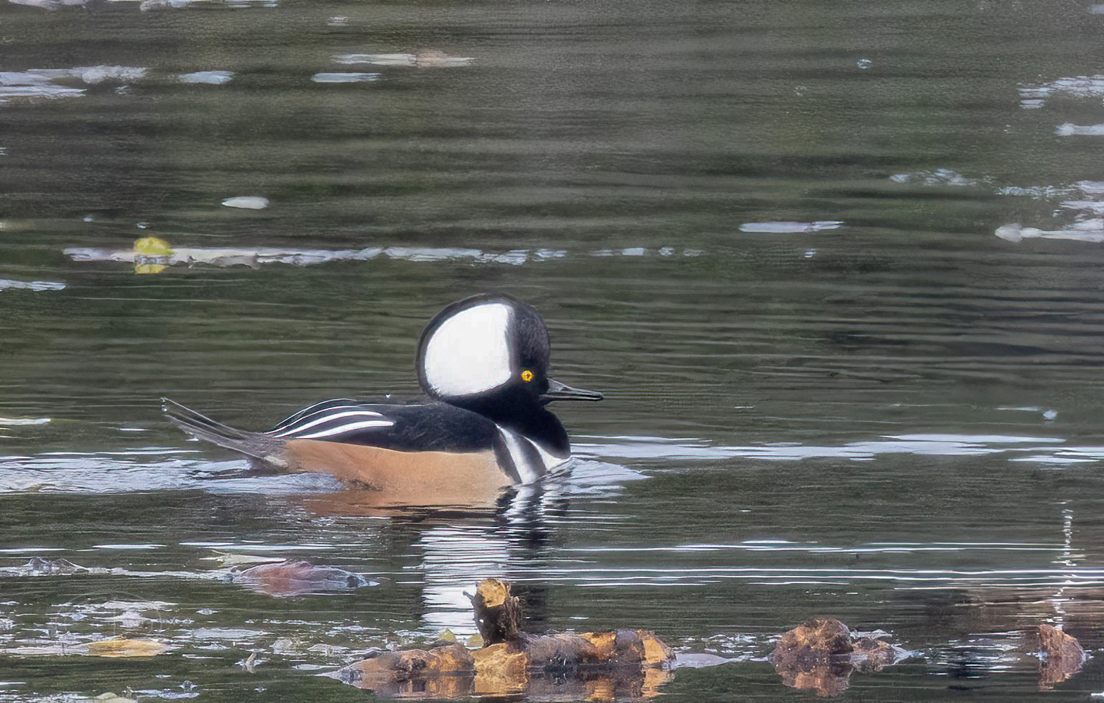 R7_D7573 Hooded Merganser.jpg