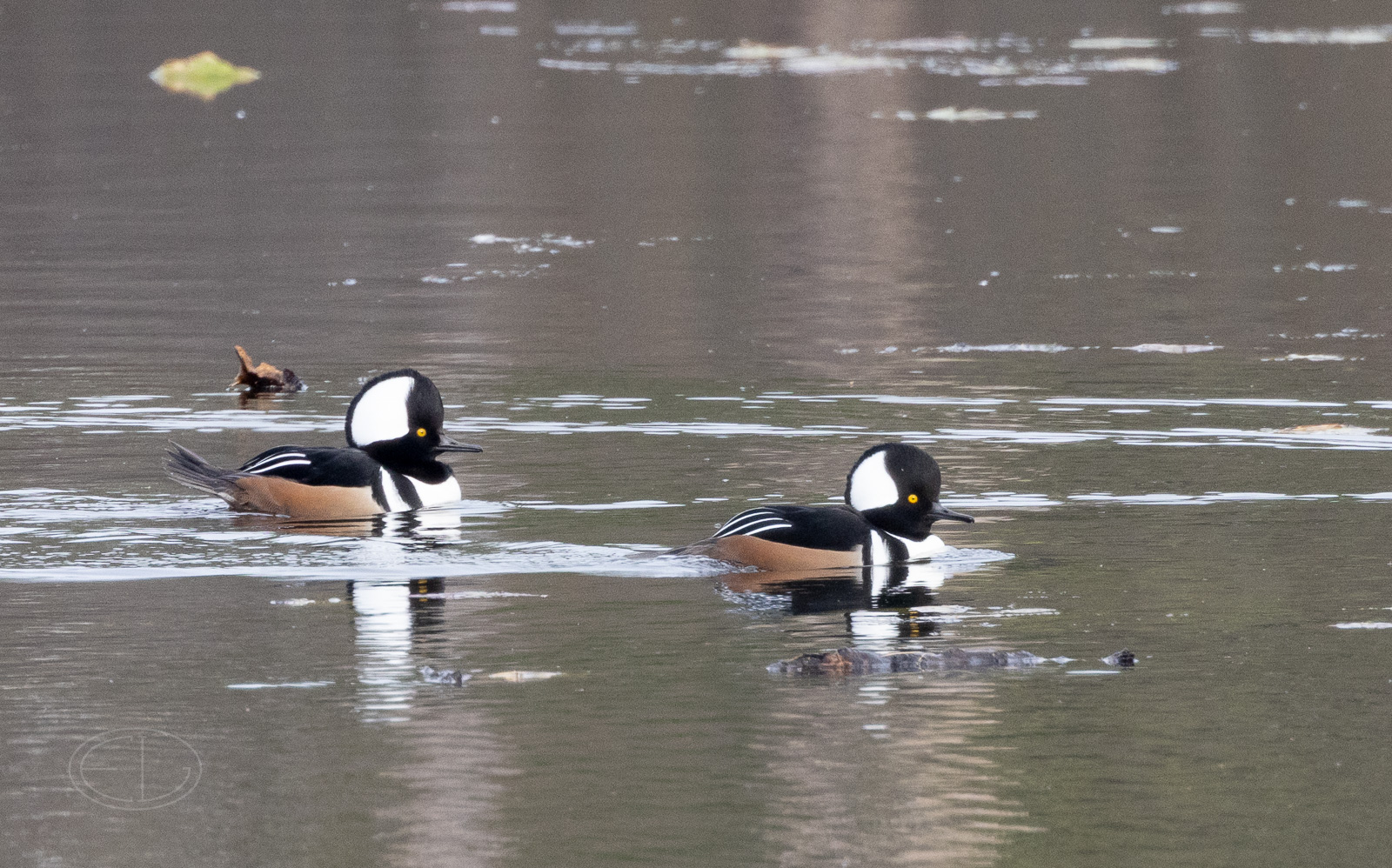 R7_D7581 Hooded Merganser.jpg