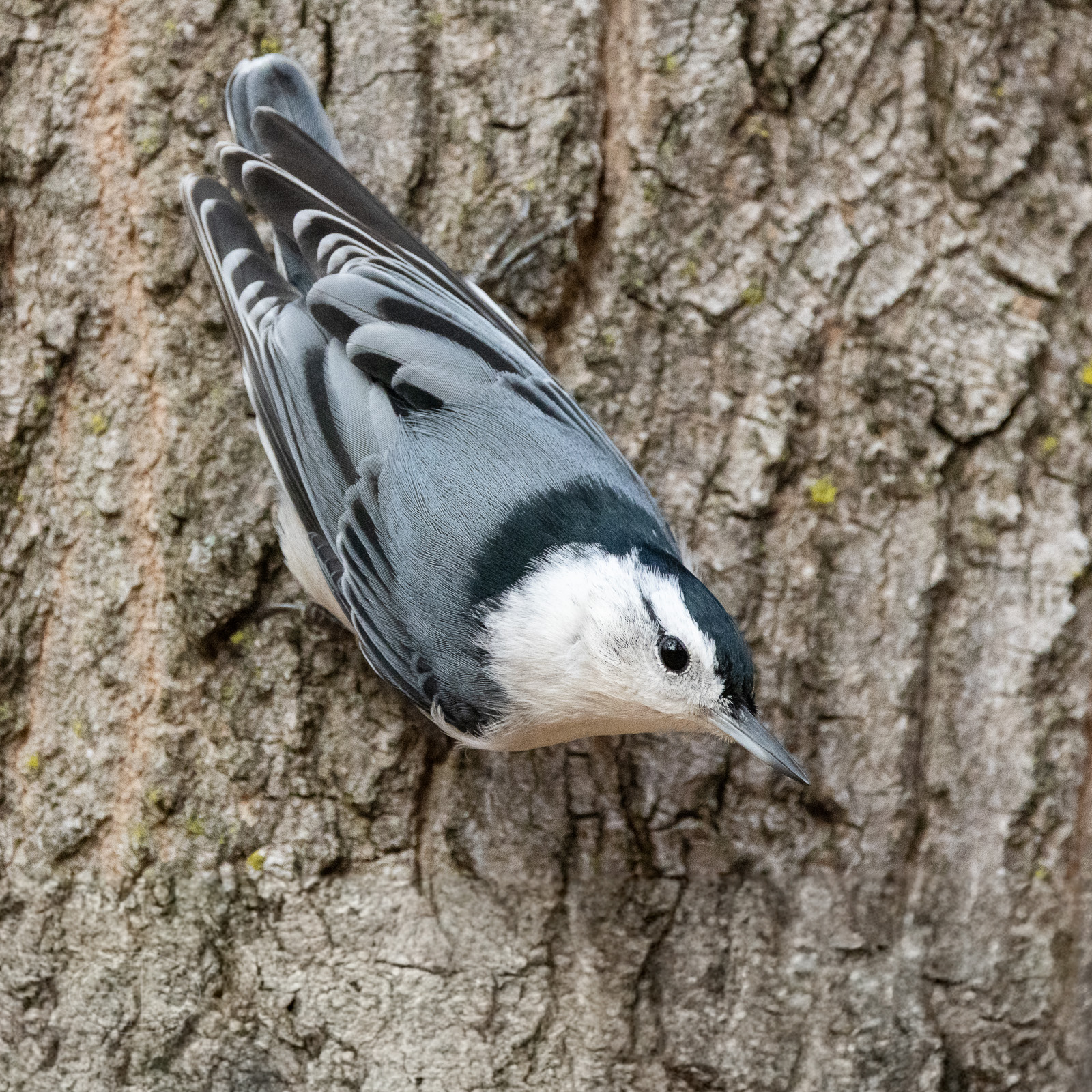 R7_D7598 Nuthatch-Edit.jpg