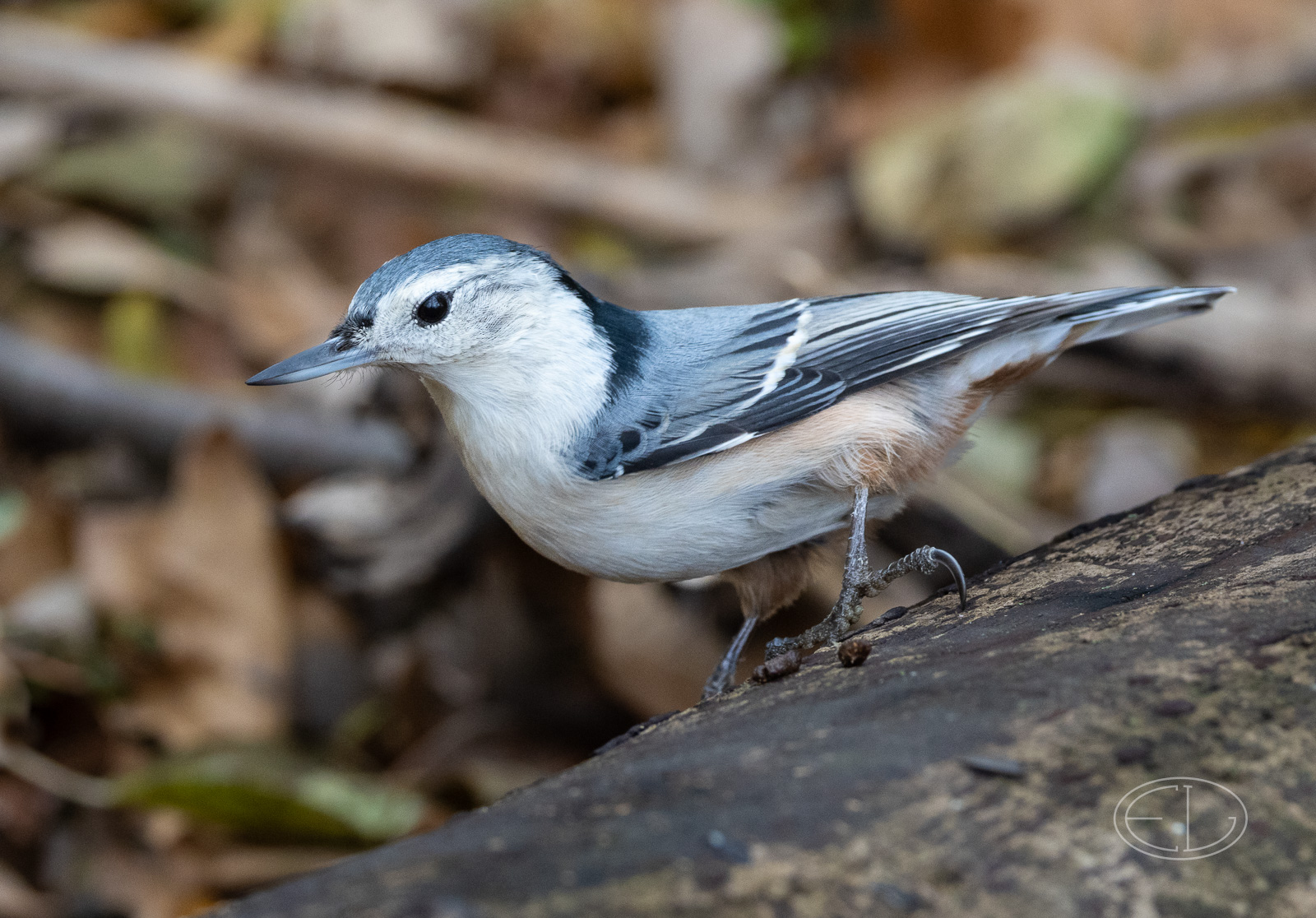 R7_D7659 Nuthatch.jpg