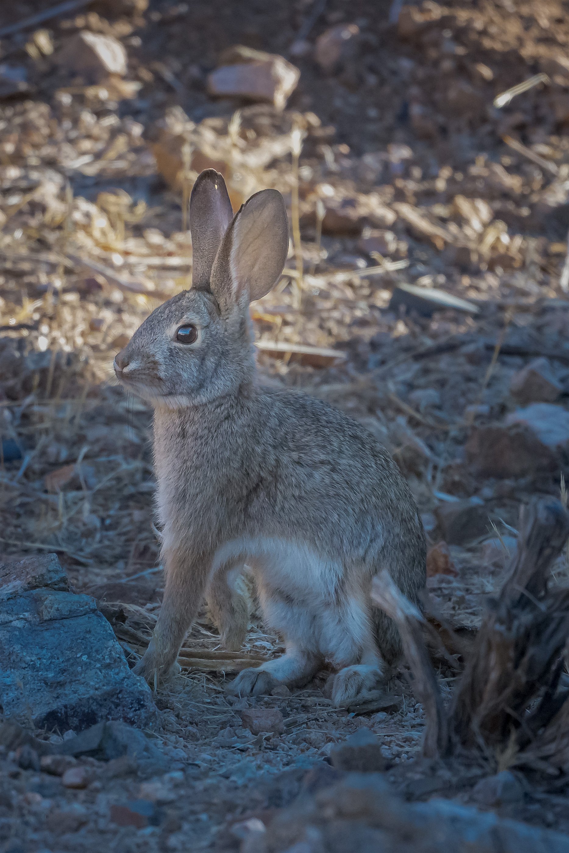 Rabbit_MDH1953-1.jpg