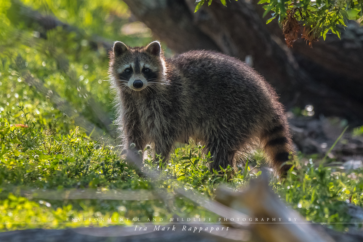 Raccoon-2.jpg