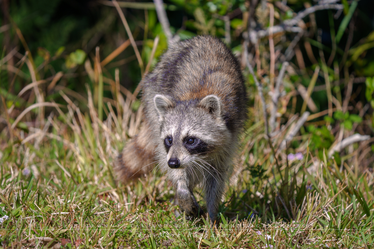 Raccoon-3.jpg