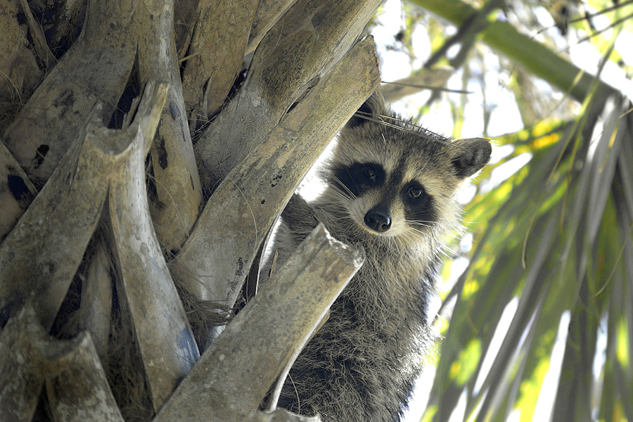 Raccoon in Palm 2x3.jpg
